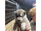 Siberian Husky Puppy for sale in Uxbridge, MA, USA