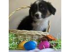 Australian Shepherd Puppy for sale in Valley Center, CA, USA