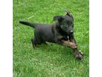 Dutch Shepherd Dog Puppy for sale in Clermont, IA, USA