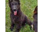 German Shepherd Dog Puppy for sale in Eolia, MO, USA