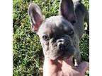 French Bulldog Puppy for sale in Great Falls, MT, USA