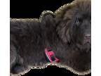 Newfoundland Puppy for sale in Cincinnati, OH, USA
