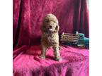 Mutt Puppy for sale in Lewisburg, WV, USA