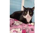 Adopt Dendrite a Tuxedo