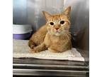 Adopt Papaya a Domestic Short Hair