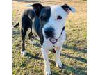 Adopt Abby a Pit Bull Terrier