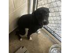 Adopt Henrietta a Black Labrador Retriever, Mixed Breed