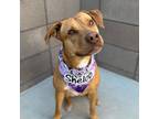 Adopt SHELOB* a Labrador Retriever, Mixed Breed