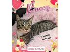 Adopt RAMEY a Tabby