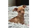 Adopt SunFlower a Chiweenie