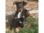 Adopt Mercedes a Doberman Pinscher, Mixed Breed