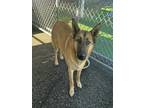 Adopt MOLLY - IN FOSTER a German Shepherd Dog, Mixed Breed