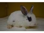 Adopt EMILY a Bunny Rabbit