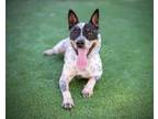 Adopt MAZZY a Australian Cattle Dog / Blue Heeler