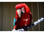 Adopt Frieda a Macaw