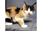 Adopt Miso a Domestic Short Hair