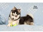 Alaskan Klee Kai Puppy for sale in Farwell, MI, USA