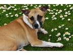 Adopt ADELE a Black Mouth Cur, Mixed Breed