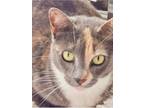 Adopt Jubilee a Dilute Calico, Dilute Tortoiseshell