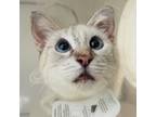 Adopt Chloe a Siamese, Domestic Short Hair