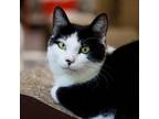 Adopt Mousey a Domestic Short Hair