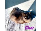 Adopt Cher a Domestic Long Hair