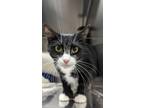 Adopt Ziva a Domestic Short Hair