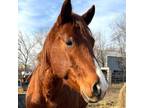 Adopt Brandy Bucket a Quarterhorse