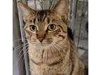 Adopt Bonnie a Domestic Short Hair