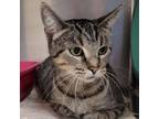 Adopt Hathor a Domestic Short Hair