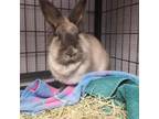 Adopt Maple a Lionhead