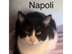 Adopt Napoli a Domestic Short Hair