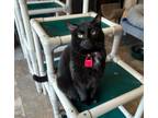 Adopt Rock Candy a Domestic Short Hair