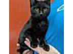 Adopt Sassy (Polydactl) a Domestic Short Hair