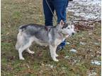 Adopt Elana a Siberian Husky