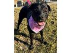 Adopt MARY PUPPINS a Labrador Retriever, Mixed Breed