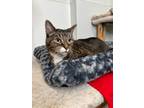 Adopt Bob a Domestic Short Hair