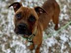 Adopt SOURDOUGH a Boxer, Mixed Breed