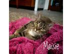 Adopt Maisie a American Shorthair