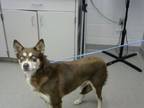 Adopt RED a Siberian Husky, Mixed Breed