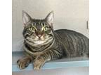 Adopt Margarita a Domestic Short Hair