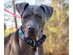 Adopt Argenta a Great Dane, Weimaraner