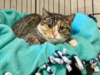 Adopt Carina a Tabby, Calico