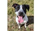 Adopt Lottie a Australian Cattle Dog / Blue Heeler, Pit Bull Terrier