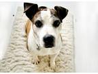 Adopt Lonnie a Pit Bull Terrier