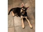 Adopt Clover a German Shepherd Dog