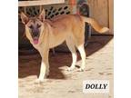 Adopt DOLLY a German Shepherd Dog