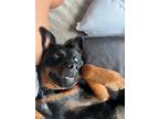 Adopt Kaylee $195 a Rottweiler