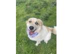 Adopt Princess Winnie a Great Pyrenees, Labrador Retriever