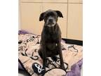 Adopt Luna / AC 25073 a Labrador Retriever, Boxer